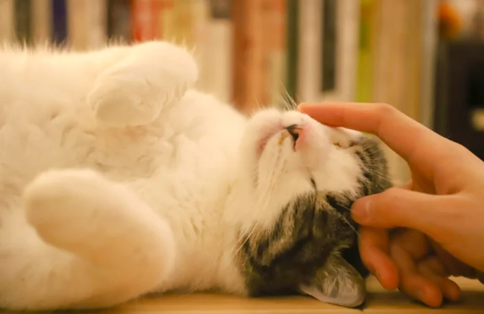 Leggiamo nella mente del nostro gatto